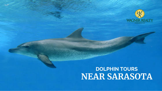 Dolphin Tours